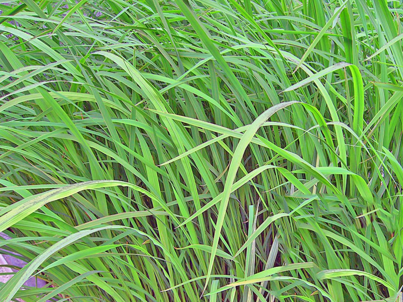 Zizania latifolia Wasserreis